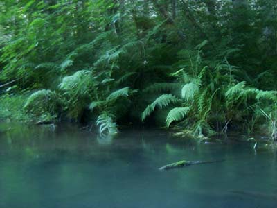 Lake Aldwell Giant Ferns